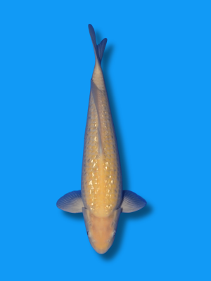 Ginrin Karashigoi | Koi&Co.